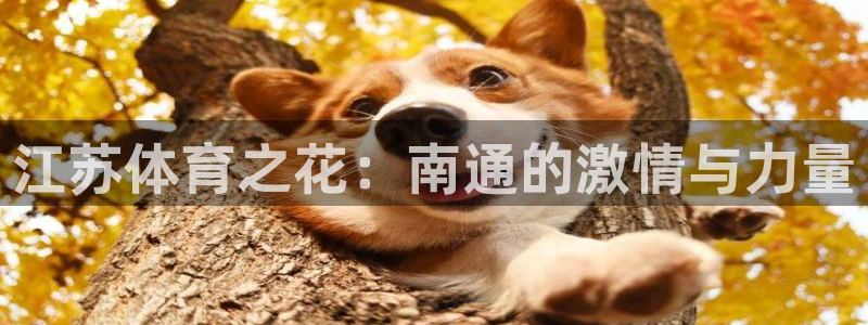 意昂总代：江苏体育之花：南通的激情与力量